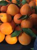 Halbblut Orange, Tarocco