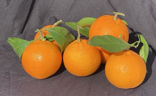 Navel Orangen