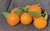 Navel Orangen
